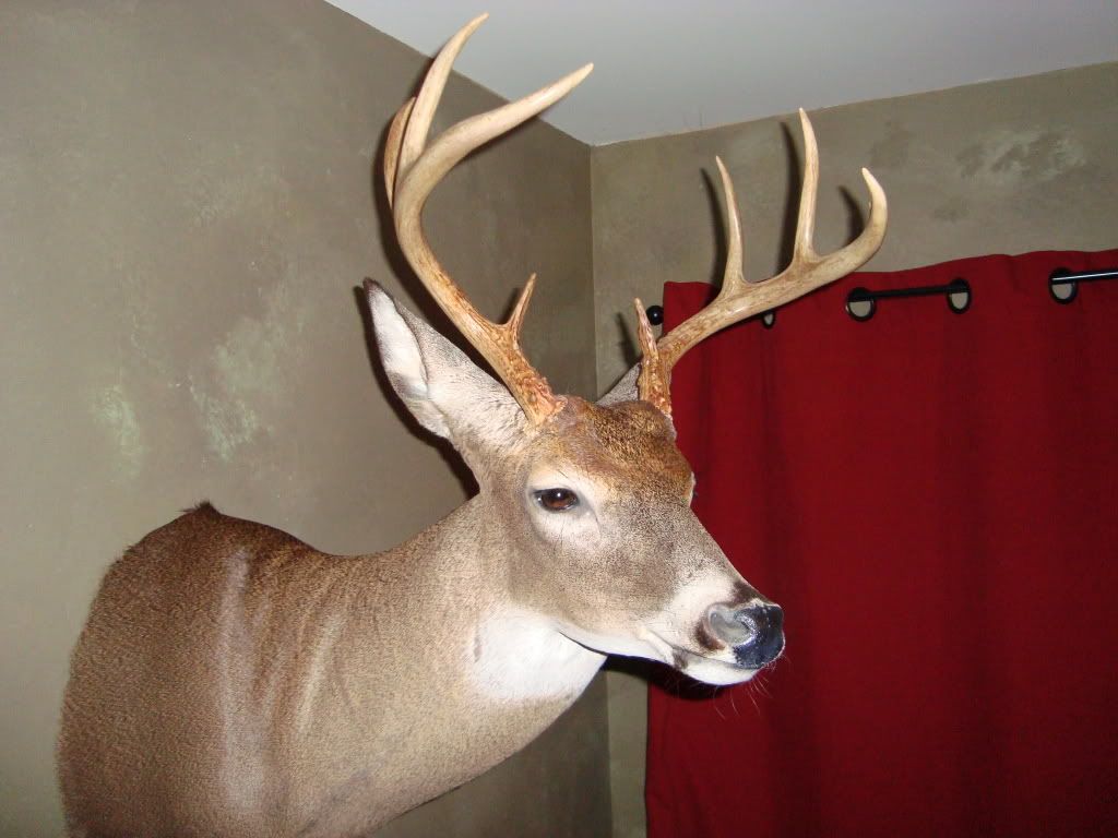 DeerMount2010003.jpg