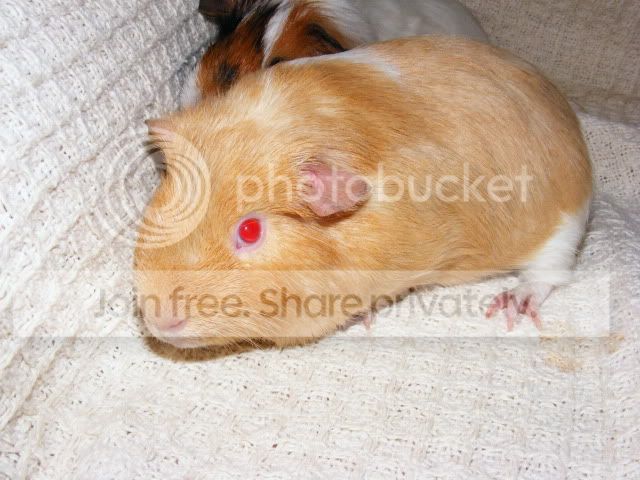 2011_0529Piggies0001.jpg