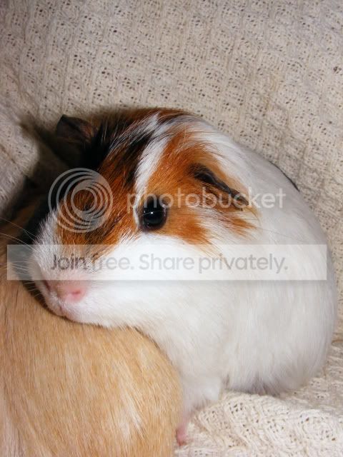 2011_0529Piggies0002.jpg