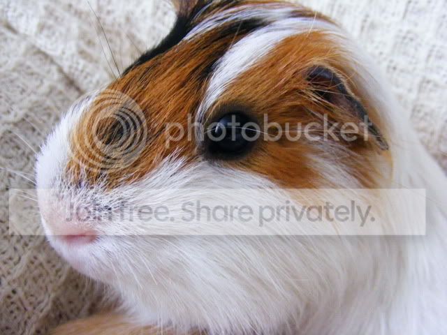2011_0529Piggies0004.jpg