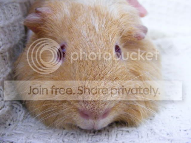 2011_0529Piggies0005.jpg