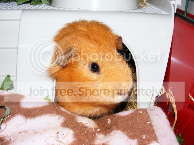 2011_0602Piggies0003.jpg
