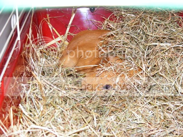 2011_0602Piggies0004.jpg
