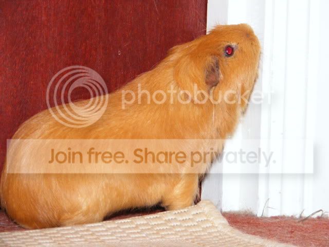 2011_0602Piggies0005.jpg