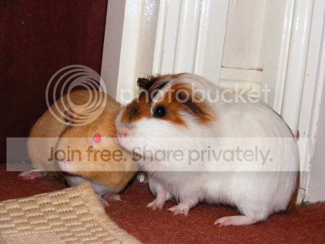 2011_0602Piggies0010.jpg