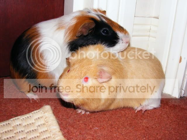 2011_0602Piggies0011.jpg