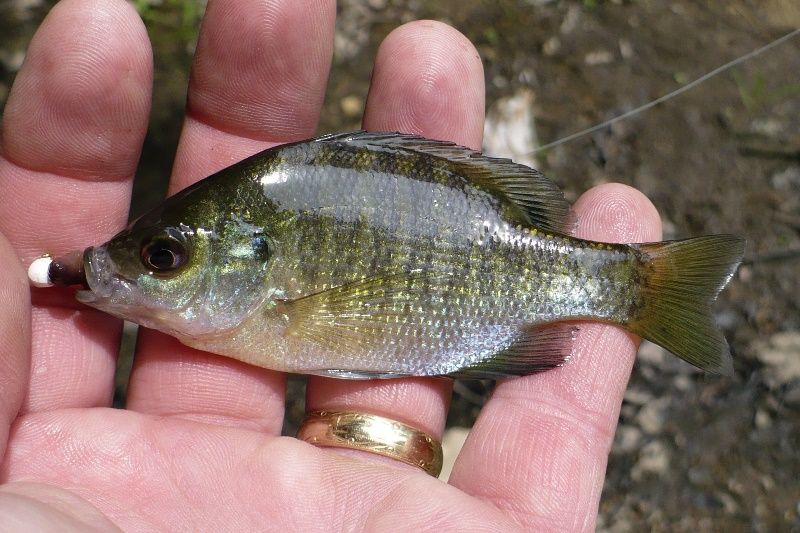 Sunfish ID help | roughfish.com