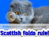 ScottishFoldAdd-On1.png