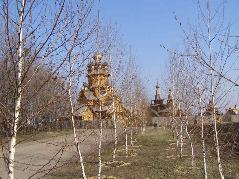 skit_birches